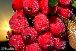 برداشت زرشک در خراسان جنوبی/تصاویر
