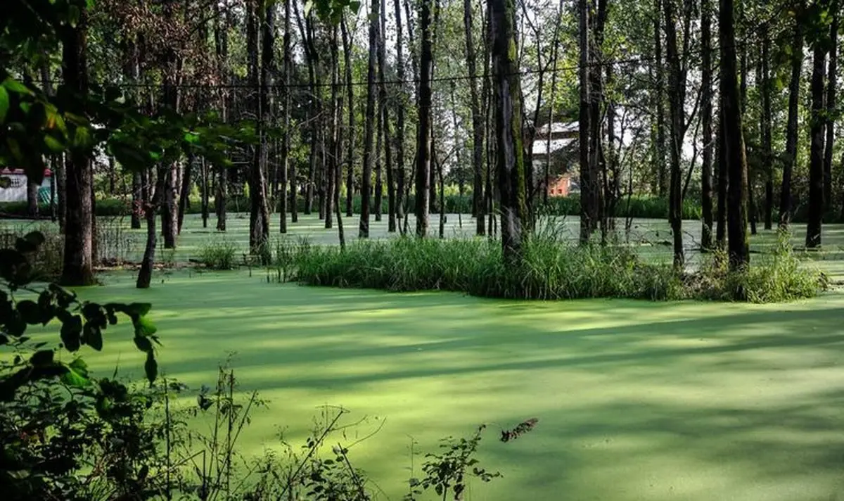 مُردابی شگفت انگیز در گیلان! / تصاویر