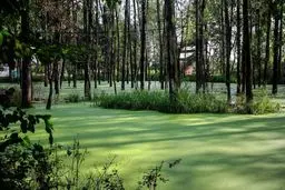 مُردابی شگفت انگیز در گیلان! / تصاویر