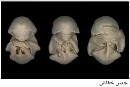 تصاویری زیبا از جنین حیوانات+ تصاویر