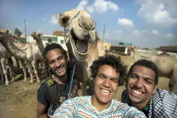 عکس سلفی با شتر