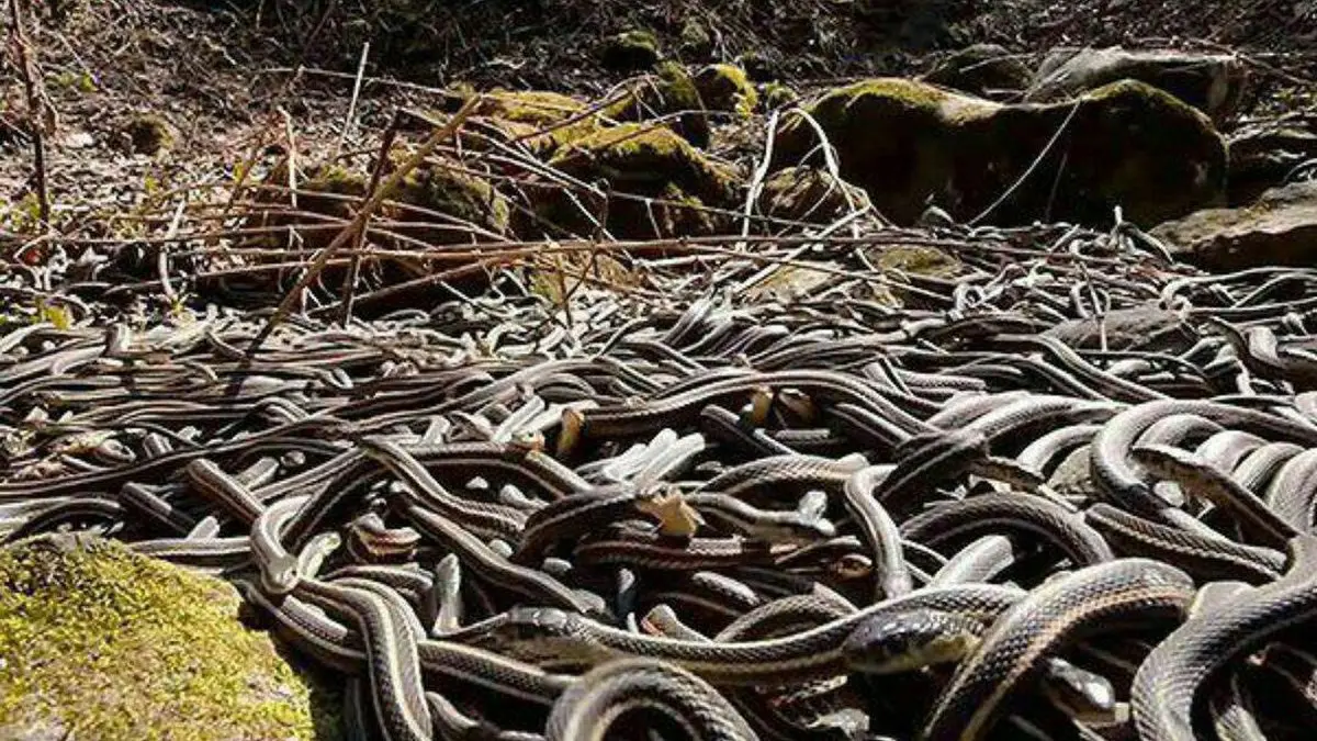 تصویری دیدنی از جزیره مارها