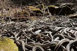 تصویری دیدنی از جزیره مارها