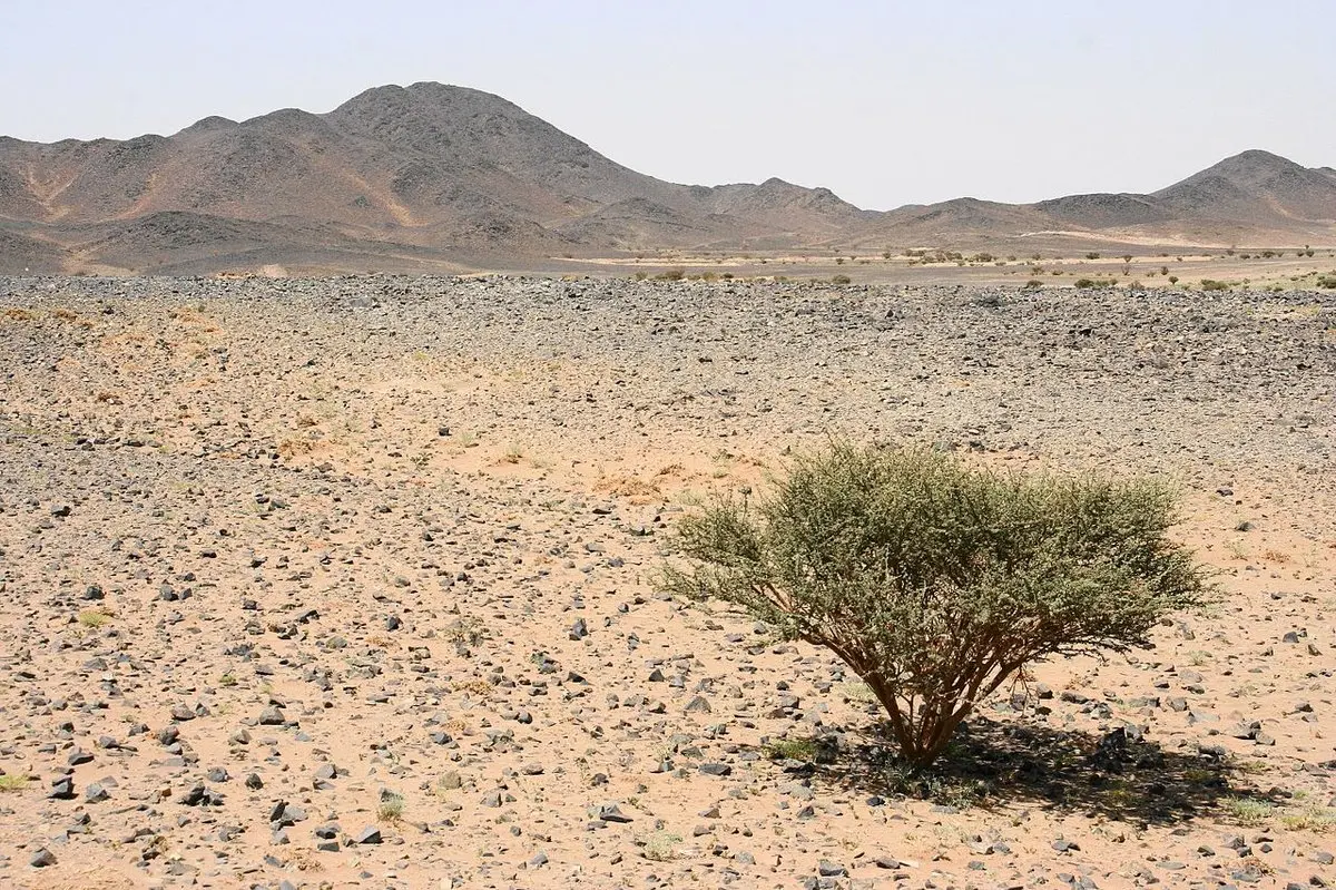 بزرگترین جنایت یزید بعد از عاشورا/ وقتی سه روز به زنان مدینه تجاوز شد/ چرا حضرت سجاد(ع) در قیام حره شرکت نکرد؟