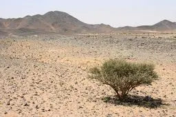 بزرگترین جنایت یزید بعد از عاشورا/ وقتی سه روز به زنان مدینه تجاوز شد/ چرا حضرت سجاد(ع) در قیام حره شرکت نکرد؟