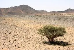 بزرگترین جنایت یزید بعد از عاشورا/ وقتی سه روز به زنان مدینه تجاوز شد/ چرا حضرت سجاد(ع) در قیام حره شرکت نکرد؟