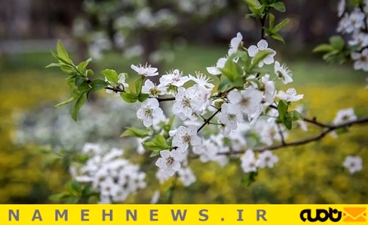 باز شدن شکوفه درختان شهرستان تفت (یزد ) در فصل زمستان/تصاویر