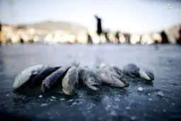 مسابقه ماهیگیری با دستان خالی! / تصاویر