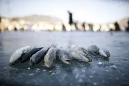 مسابقه ماهیگیری با دستان خالی! / تصاویر