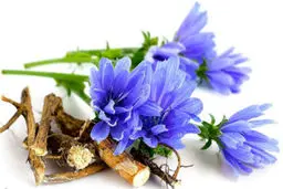 با این گیاه با سرطان مبارزه کنید و باروری تان را افزایش دهید + عکس