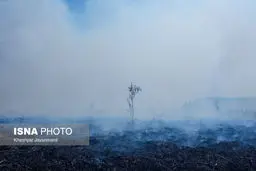 تصاویر قابل توجه از آتش‌سوزی تالاب انزلی