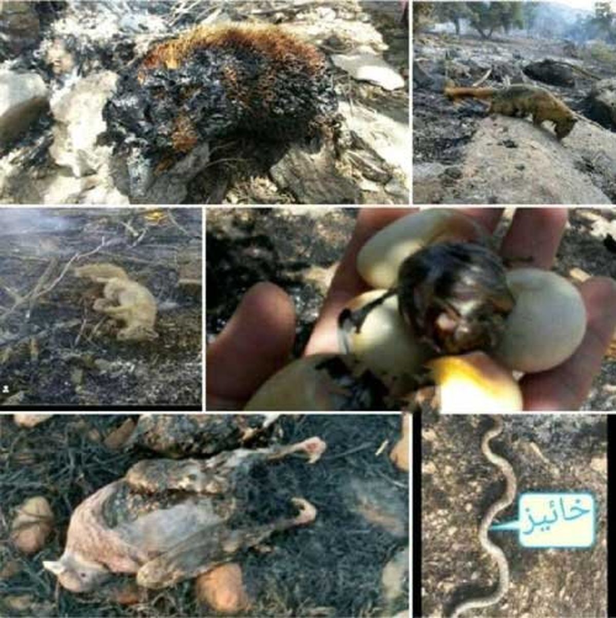 سوختن حیوانات در آتشسوزی جنگلهای زاگرس + عکس