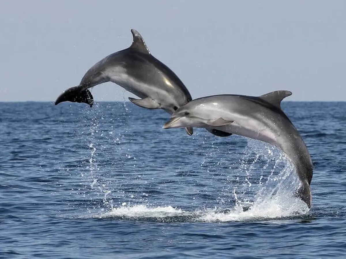 تصاویر منتخب حیات وحش زیبا / تصاویر