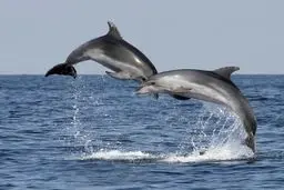 تصاویر منتخب حیات وحش زیبا / تصاویر