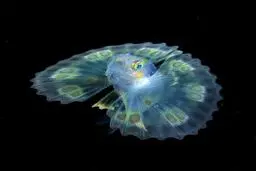 شگفتی‌های خلقت پروردگار در اعماق اقیانوس/تصاویر