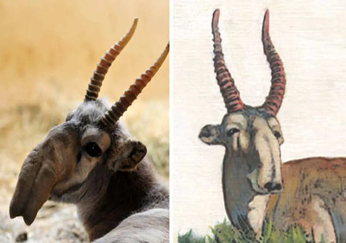 تنها بازمانده‌ از عصر یخبندان در آستانه انقراض + تصاویر