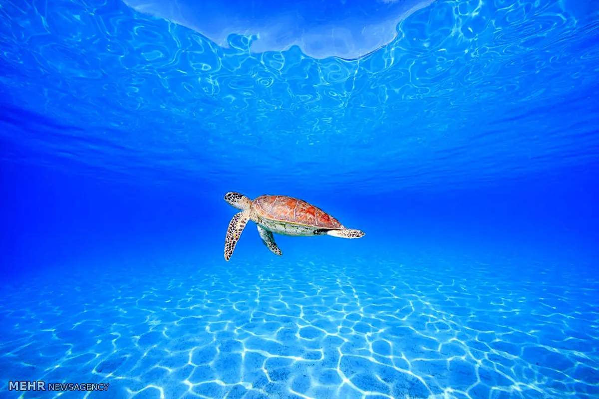 با این تصاویر سری به دنیای موجودات شگفت انگیز زیر دریا بزنید