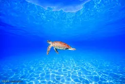 با این تصاویر سری به دنیای موجودات شگفت انگیز زیر دریا بزنید