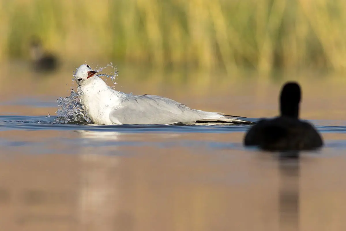 تصاویر / میهمانان مهاجر به تالاب گندمان رسیدند