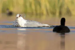 تصاویر / میهمانان مهاجر به تالاب گندمان رسیدند