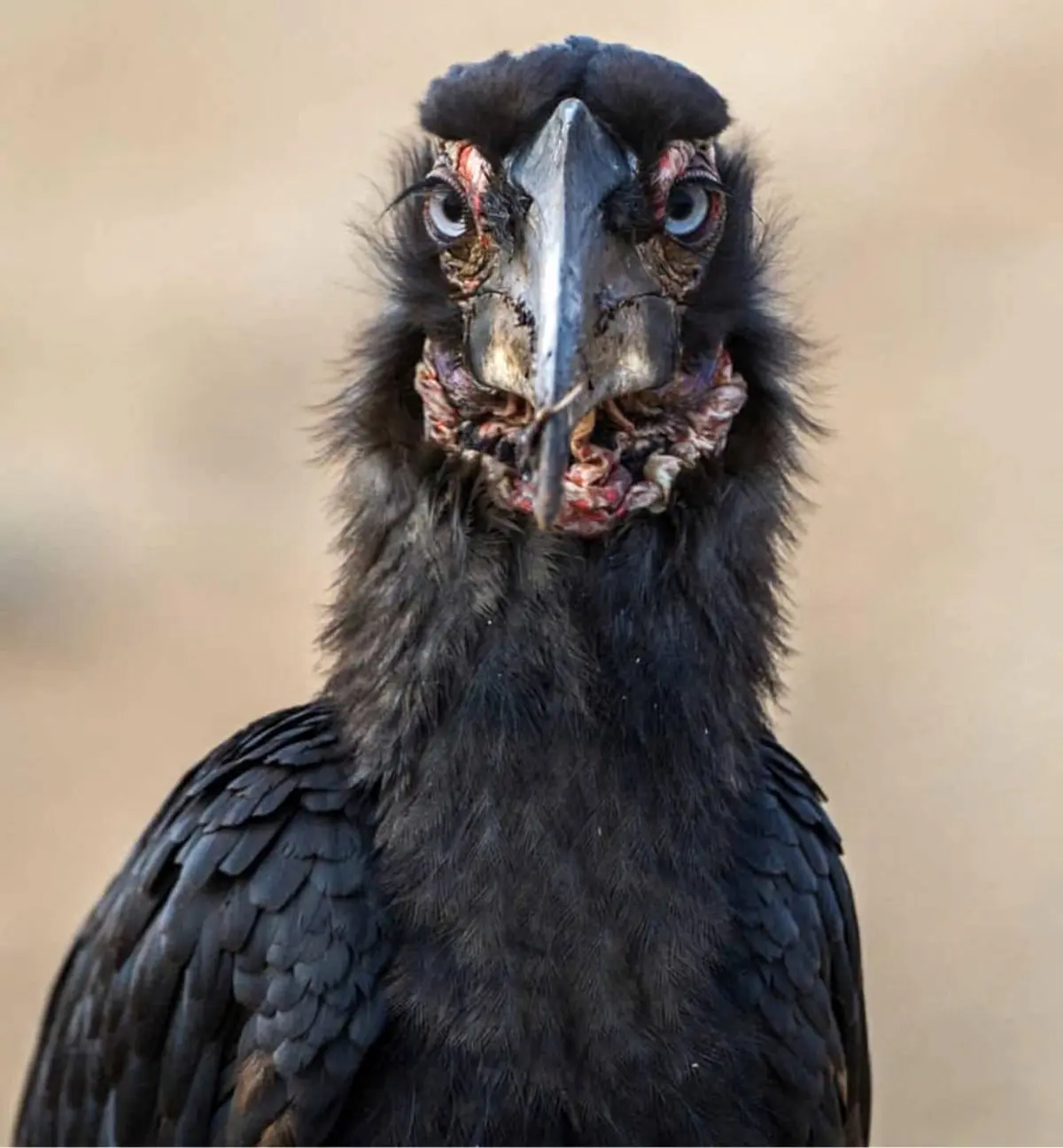 شکل‌ زشت این پرنده توجه هر بیننده‌ای را به خود جلب میکند/عکس