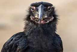 شکل‌ زشت این پرنده توجه هر بیننده‌ای را به خود جلب میکند/عکس