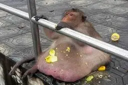 چاق ترین میمون تایلند به کمپ لاغری رفت!/تصاویر