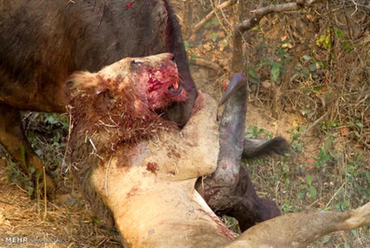 جدال خونین یک ساعته یک شیر با یک بوفالو/تصاویر