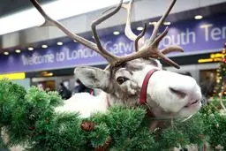 یک گوزن شمالی در فرودگاه گاتویک انگلستان/عکس