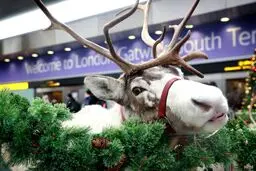 یک گوزن شمالی در فرودگاه گاتویک انگلستان/عکس