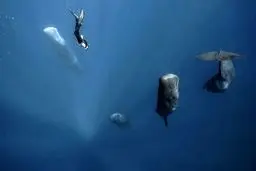 شنا در اعماق دریا / عکس