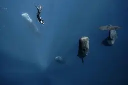 شنا در اعماق دریا / عکس