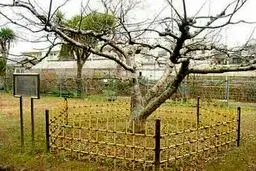 درخت سیب مشهور نیوتن/تصاویر