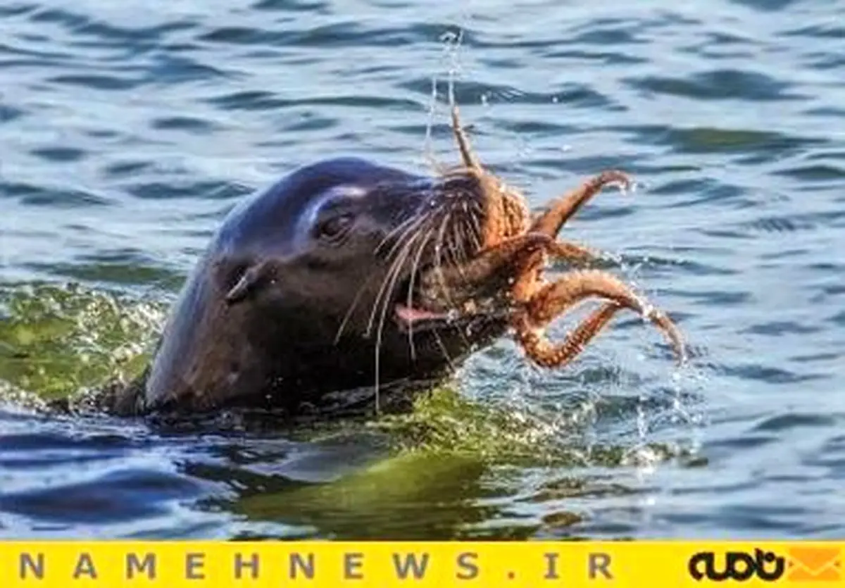 جدال هشت‌پا و شیردریایی+تصاویر