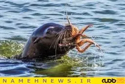 جدال هشت‌پا و شیردریایی+تصاویر