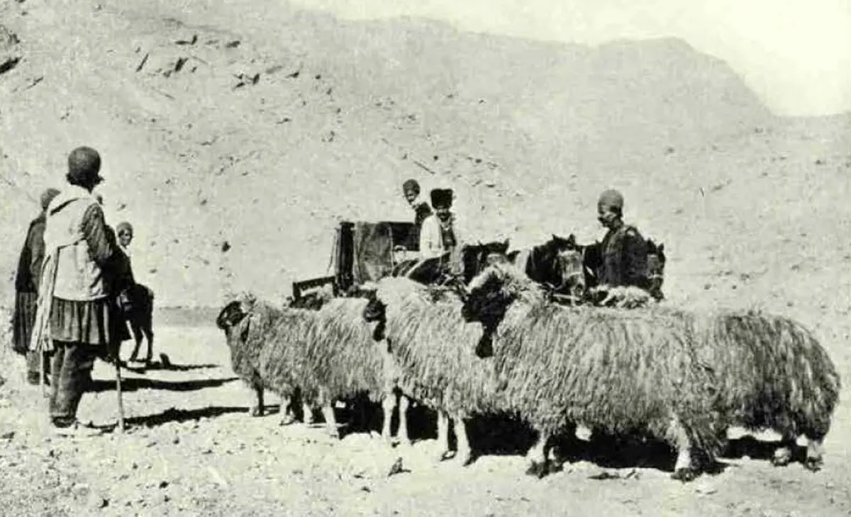 عکس / چوپان‌ها در دامنه‌های کوه‌های البرز در دوره قاجار