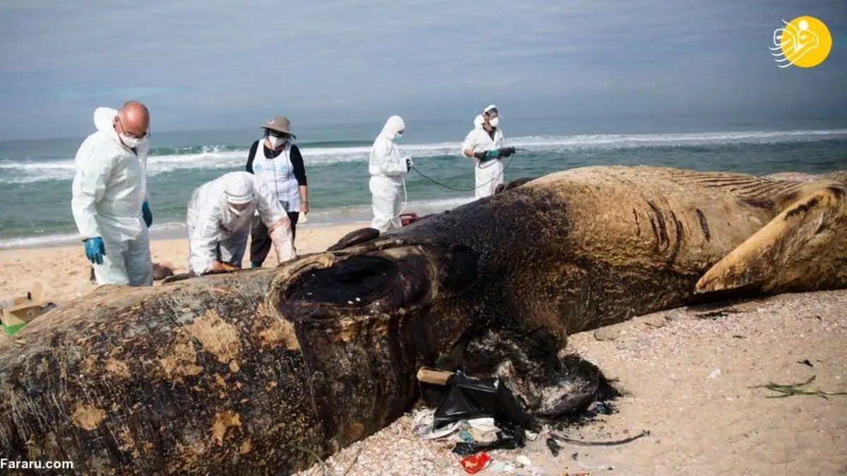 تصاویری عجیب از فاجعه محیط زیستی در اسرائیل