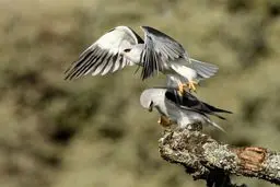 تصاویر منتخب حیات وحش هفته/تصاویر