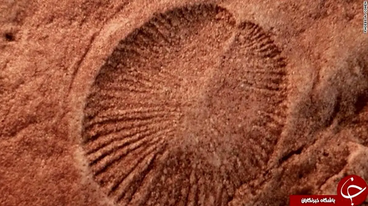 قدیمی‌ترین جانور روی زمین شناسایی شد