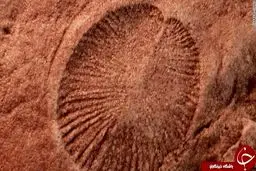 قدیمی‌ترین جانور روی زمین شناسایی شد