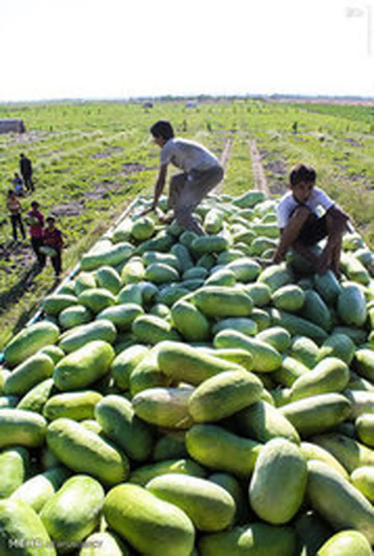 برداشت هندوانه/تصاویر