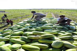 برداشت هندوانه/تصاویر