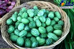 میوه ای عجیب و جدید به نام خیاندوانه!+عکس