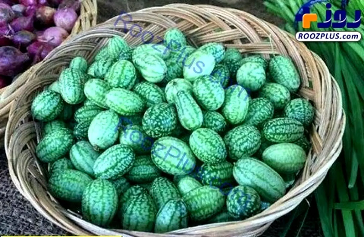 میوه ای عجیب و جدید به نام خیاندوانه!+عکس