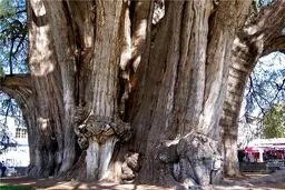 جاذبه جالب گردشگری مکزیک+عکس