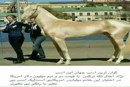 گرانترین اسب دنیا+تصویر