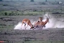 عاقبت شاخ بازی/تصاویر