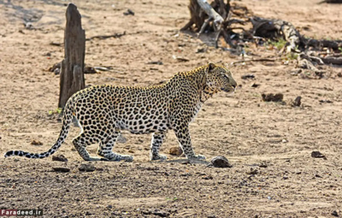 گرازی که به دست پلنگ بیدار شد/تصاویر