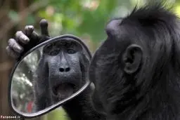 تصاویر/ میمون شگفت زده و آینه بغل