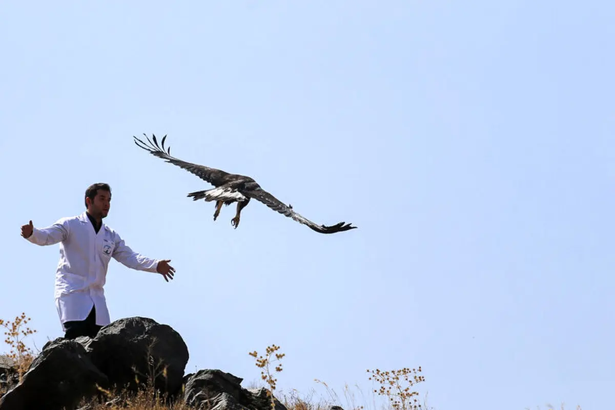 تصاویر / ۶۰ پرنده شکاری در همدان رها شدند